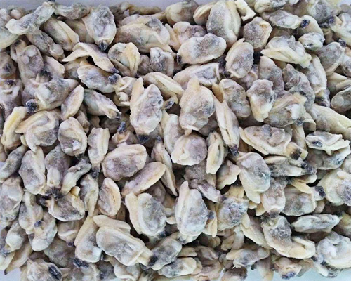 雜色蛤肉 雜色蛤肉